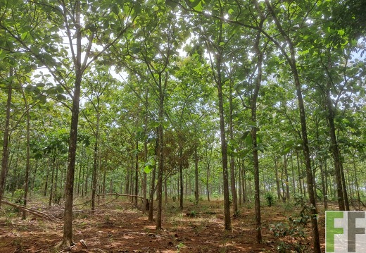 Waldbilder San Juan 5