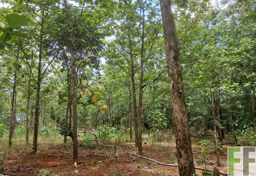 Waldbilder San Juan 5