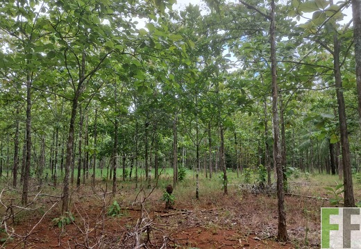 Waldbilder San Juan 5