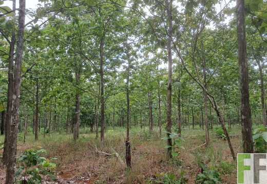 Waldbilder San Juan 5