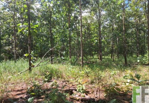 Waldbilder San Juan 3