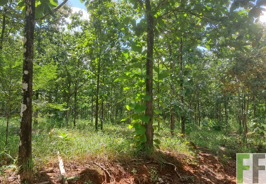 Waldbilder San Juan 3