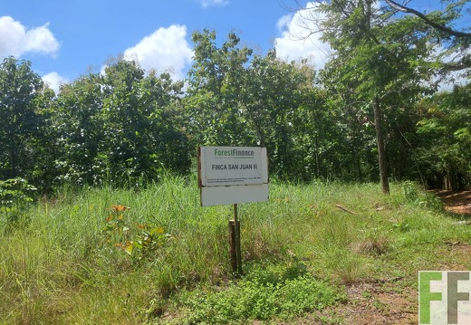 Waldbilder San Juan 3