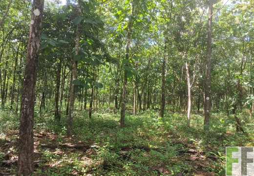 Waldbilder San Juan 3