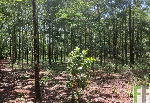 Waldbilder San Juan 3