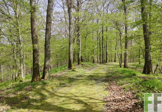Waldfriedhof Eifel, Gemeinde Hümmel