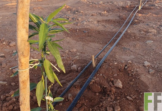 Junge Mandelbaum Setzlinge