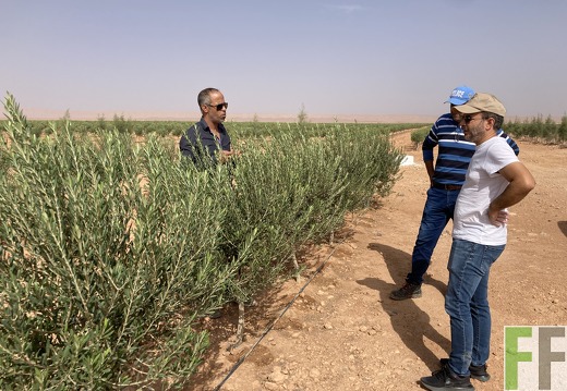 Olivenpflanzung Oase 1 2022