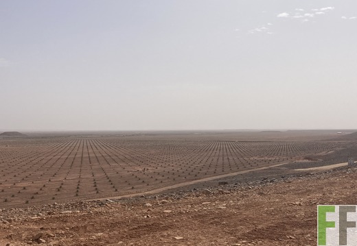 Dattelpflanzung Oase 1 2022