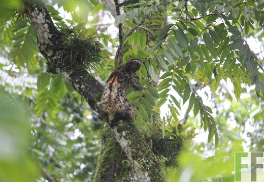 Faultier_ForestFinance