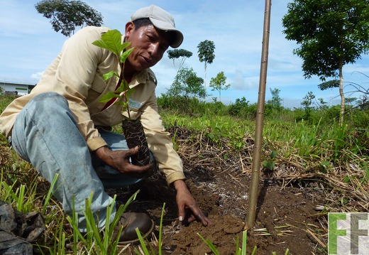 Baumpflanzen_ForestFinance
