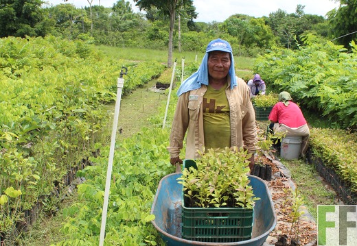 Setzlinge_ForestFinance