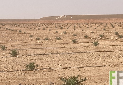 Dattelpflanzung, Oase1-Fläche 2022