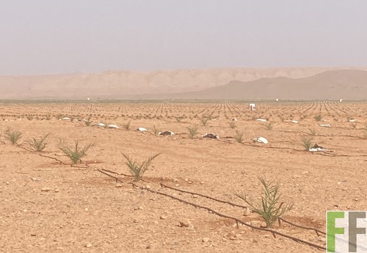 Dattelpflanzung, Oase1-Fläche 2022