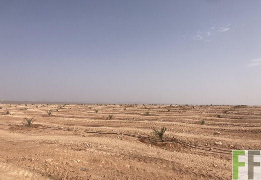 Dattelpflanzung, Oase1-Fläche 2022