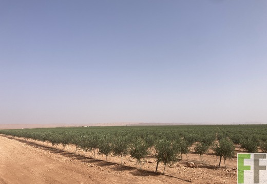 Olivenbäume, Oase1-Fläche 2022