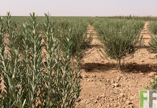 Olivenbäume, Oase1-Fläche 2022