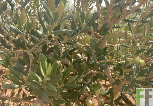 Olivenbäume, Oase1-Fläche 2022