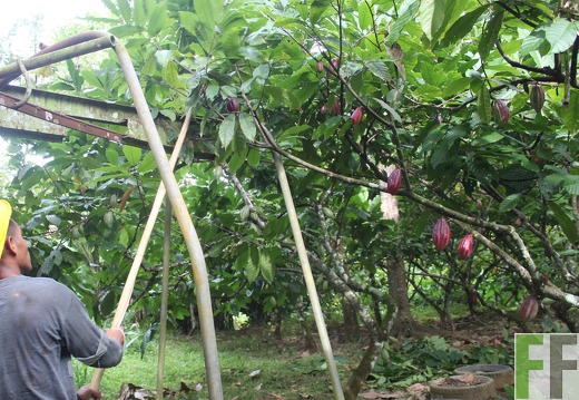 Finca Rio Uyama 2022