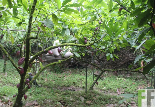 Finca Rio Uyama 2022