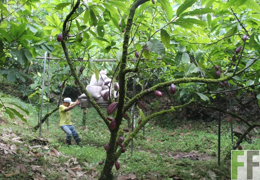 Finca Rio Uyama 2022