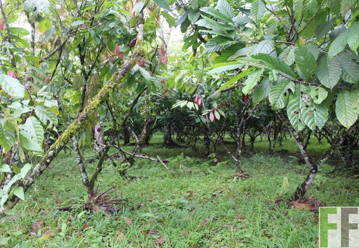 Finca Rio Uyama 2022