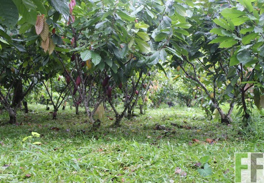 Finca Rio Uyama 2022