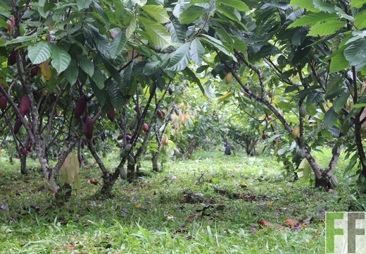 Finca Rio Uyama 2022