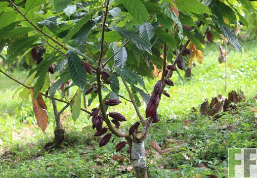 Panama Kakao (Bocas del Toro)
