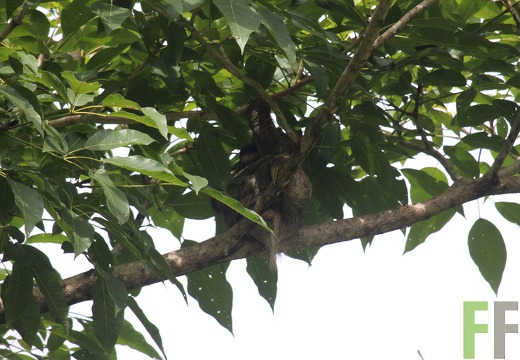 Finca Quebrada Pittí 2022