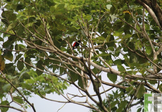 Finca Quebrada Pittí 2022