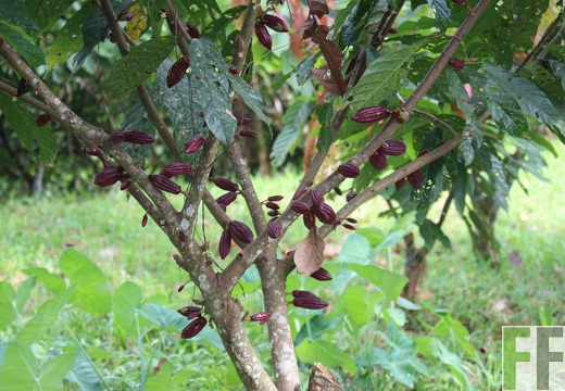 Finca Quebrada Pittí 2022