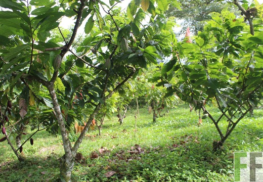 Finca Quebrada Pittí 2022