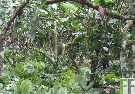 Finca Quebrada Pittí 2022