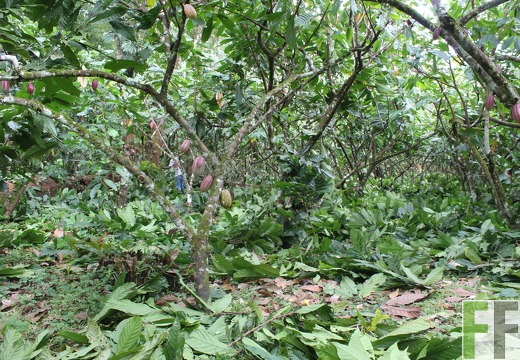 Finca Quebrada Pittí 2022