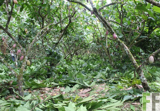 Finca Quebrada Pittí 2022