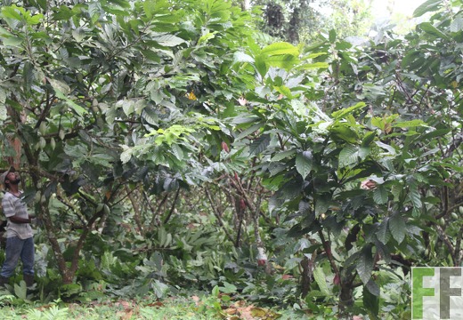 Finca Quebrada Pittí 2022