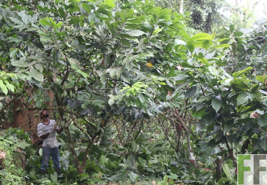 Finca Quebrada Pittí 2022