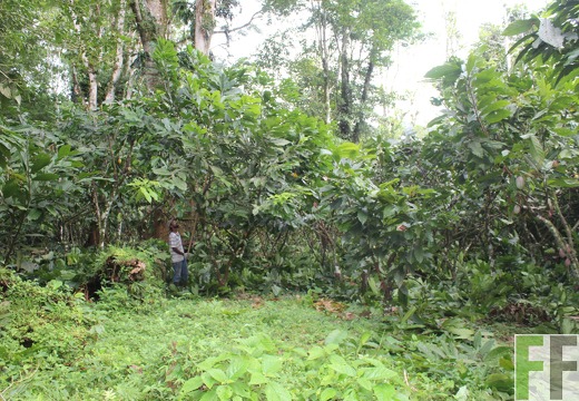 Finca Quebrada Pittí 2022