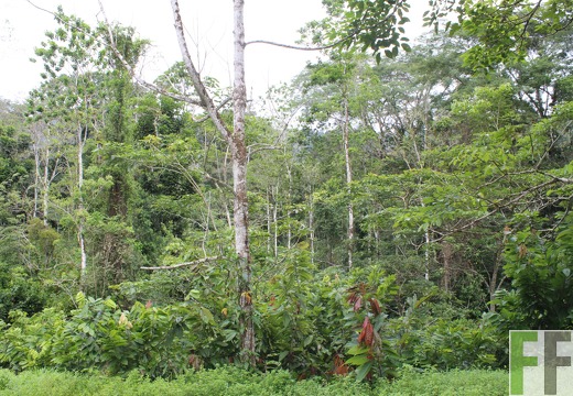 Finca Quebrada Pittí 2022