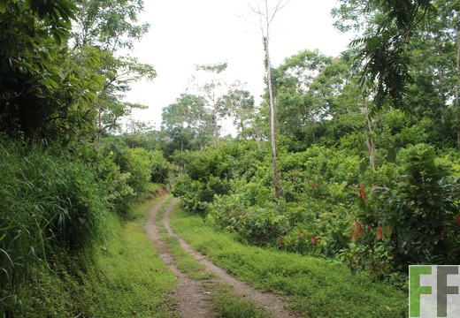 Finca Quebrada Pittí 2022