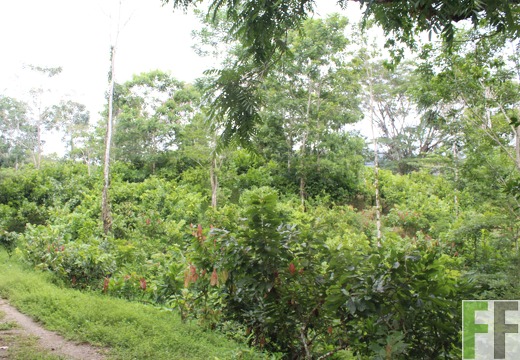 Finca Quebrada Pittí 2022