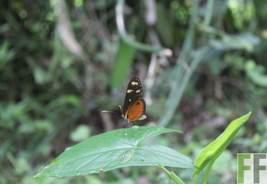 Finca Quebrada Pittí 2022