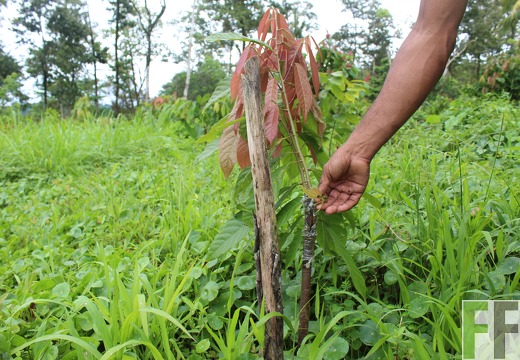 Finca Quebrada Pittí 2022