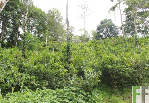 Finca Quebrada Limón