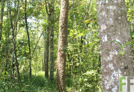 Finca Pampanillo 2022