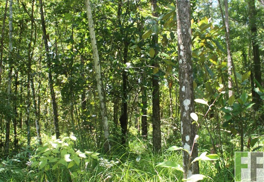 Finca Pampanillo 2022