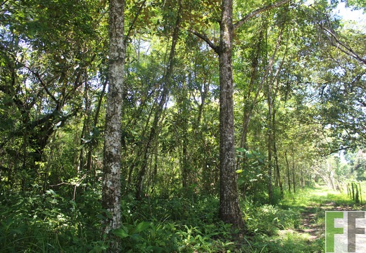 Finca Pampanillo 2022