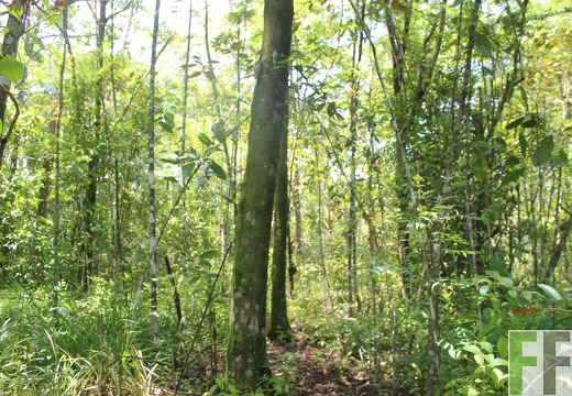 Finca Pampanillo 2022