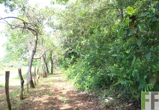 Finca Los Rios I